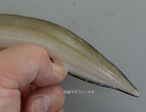 クリックで拡大表示