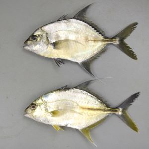 クリックで拡大表示
