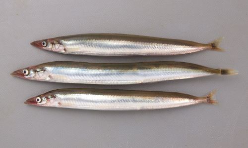 体長25センチ前後になる。紡錘形で細長い。受け口で下顎がつきだしている。腹鰭がない。画像は成魚。