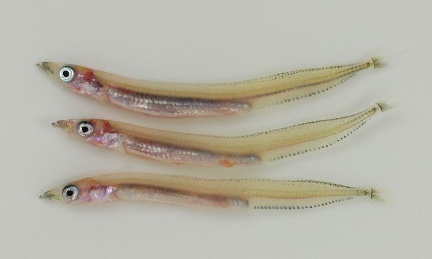 3cm前後の稚魚。成魚よりも稚魚の方が食用としては重要。