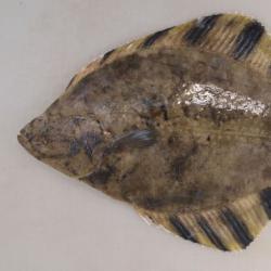 ヌマガレイ 魚類 市場魚貝類図鑑