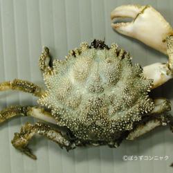 サガミツノクリガニ 甲殻 市場魚貝類図鑑