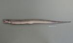 ニセツマグロアナゴのサムネイル写真
