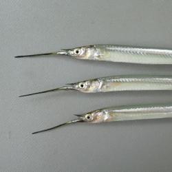 サヨリ科について 生物一覧ー 市場魚貝類図鑑