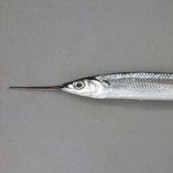 ナンヨウサヨリ 魚類 市場魚貝類図鑑