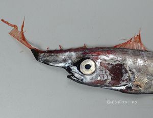 クリックで拡大表示