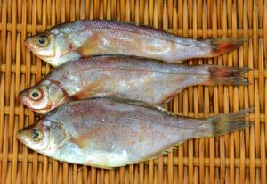 クリックで拡大表示