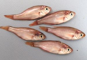 クリックで拡大表示