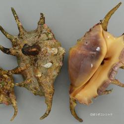 蜘蛛貝 クモガイ | 軟体 | 市場魚貝類図鑑