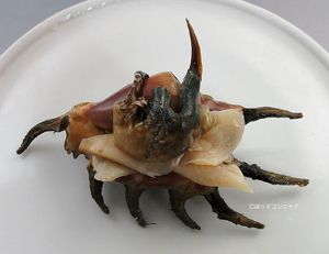 クモガイの刺身