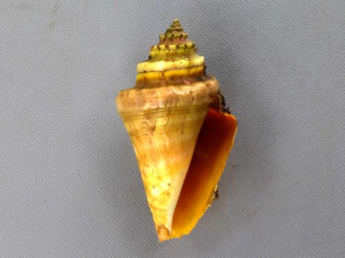 クモガイ | 軟体 | 市場魚貝類図鑑