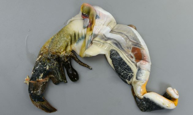 ラクダ貝 クモ貝 褐色大型貝殻 シェル アフリカ 郷土品 標本 魔除 トレイ 最終】ラクダ貝 クモ貝 褐色大型貝殻 シェル アフリカ 郷土品