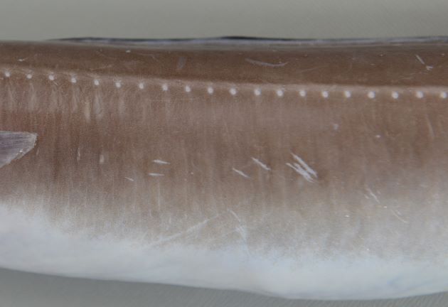 側線に沿って白く小さい斑紋が一列に並ぶ（マアナゴは測線上と背鰭との間にも白い斑紋がある）。
