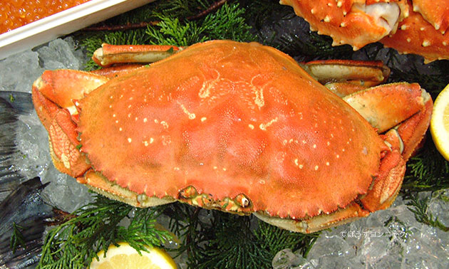 アメリカイチョウガニ タンジネスクラブ 市場魚貝類図鑑