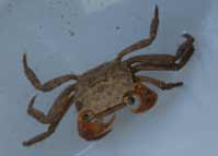 アカテガニの子ガニ