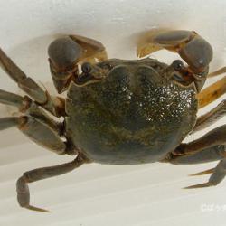 モクズガニ科について 生物一覧ー 市場魚貝類図鑑