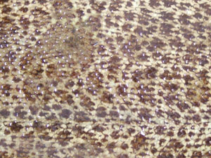 クリックで拡大表示 メイタガレイの斑紋