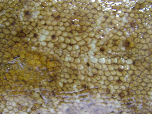 クリックで拡大表示 ナガレメイタの斑紋