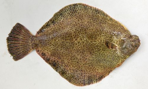 メイタガレイ ホンメイタ 市場魚貝類図鑑