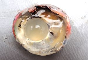 クリックで拡大表示