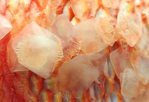 クリックで拡大表示