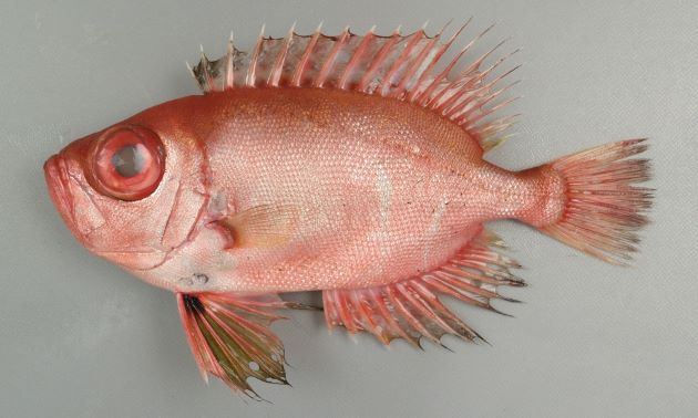 体長30cm前後になる。体高が高く、側へんする。腹鰭の先端は臀鰭起部を少し越える。腹鰭のつけ根、背鰭の前部に褐色の斑紋がある。
