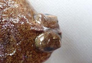 クリックで拡大表示