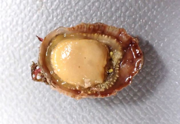 20mm SL前後になる。殻はあまり膨らまない。殻表に棘の洌がある。軟体は庇状の隙間に一部を刺し込んでいる。