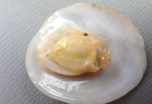 クリックで拡大表示