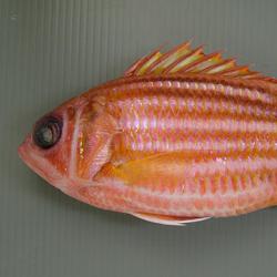 アヤメエビス 魚類 市場魚貝類図鑑