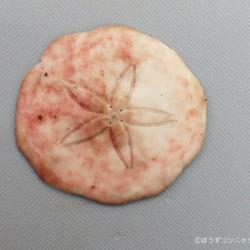ヨツアナカシパン | その他生物 | 市場魚貝類図鑑