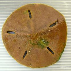 上質】極小サイズ スカシカシパン sand dollar タコノマクラ