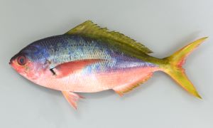 ウメイロモドキのサムネイル写真