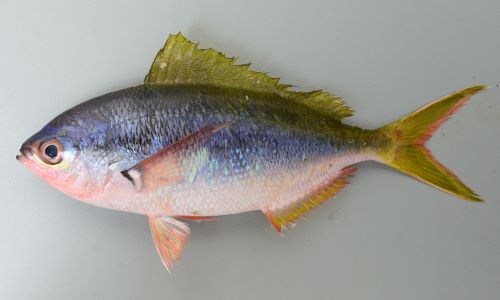 花木魚【35個まとめ】 花木魚【35個まとめ】 2fedf53e9784c19cebd44e2760320e