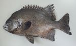 イシガキダイのサムネイル写真