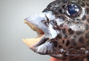 クリックで拡大表示