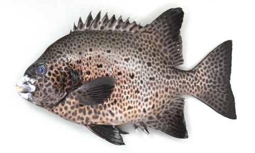 イシダイ科 イシガキダイ✨ . 底物本命魚のひとつ〜イシダイより