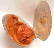 スミスハネガイの身