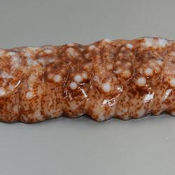 アカオニナマコ その他生物 市場魚貝類図鑑