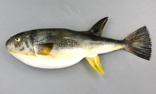 ショウサイフグ 魚類 市場魚貝類図鑑