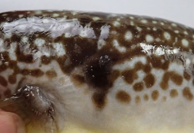 胸鰭後方にある濃い黒褐色の斑紋はいくつかに分断する（比較的大きな斑紋が、集まっている部分がある）。背の部分の模様は白地に不定形の褐色の斑紋を持つ。