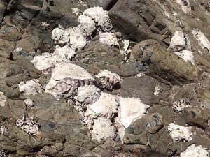 クリックで拡大表示