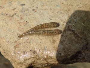 クリックで拡大表示