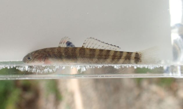 体側に縞模様が出た幼魚で、日南市では「のぼりこ」と呼ばれている。