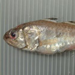 ツマグロイシモチ 魚類 市場魚貝類図鑑