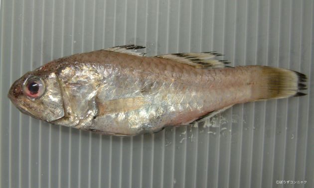 ツマグロイシモチ 魚類 市場魚貝類図鑑