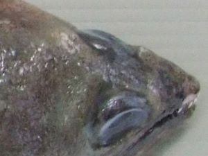 クリックで拡大表示