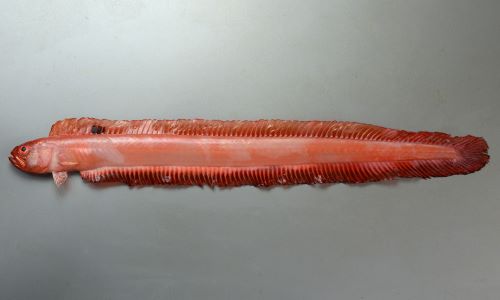 体長50cm前後になる。体はリボン状。背鰭に黒い顕著な斑紋がある。
