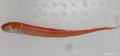 体長50cm前後になる。尾鰭は背鰭・尻鰭と連続している。体はリボン状。体前方に白い横筋の斑紋がある。