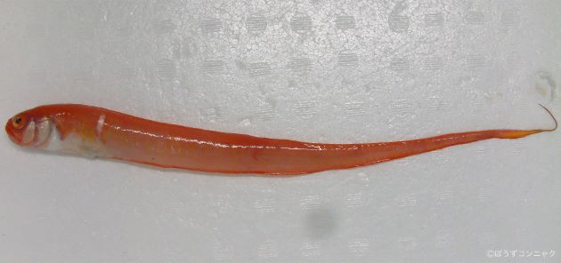 体長50cm前後になる。尾鰭は背鰭・尻鰭と連続している。体はリボン状。体前方に白い横筋の斑紋がある。